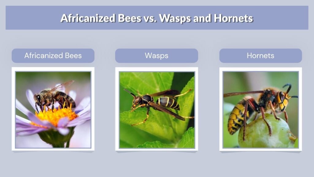 Africanized Bees vs. Wasps and Hornets