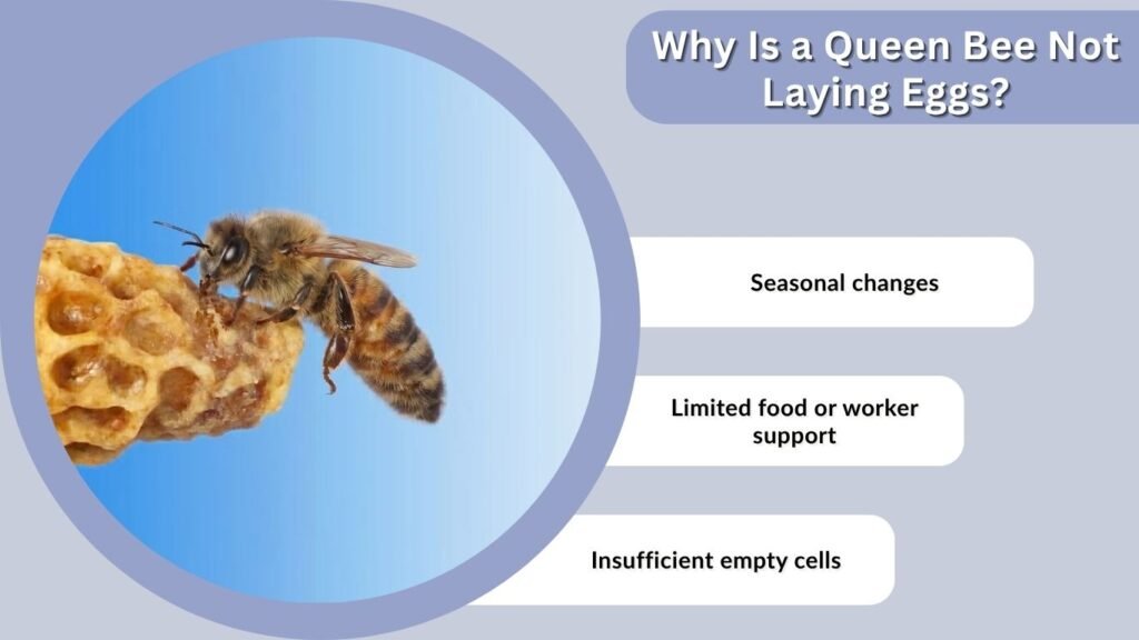 Why Is a Queen Bee Not Laying Eggs?
