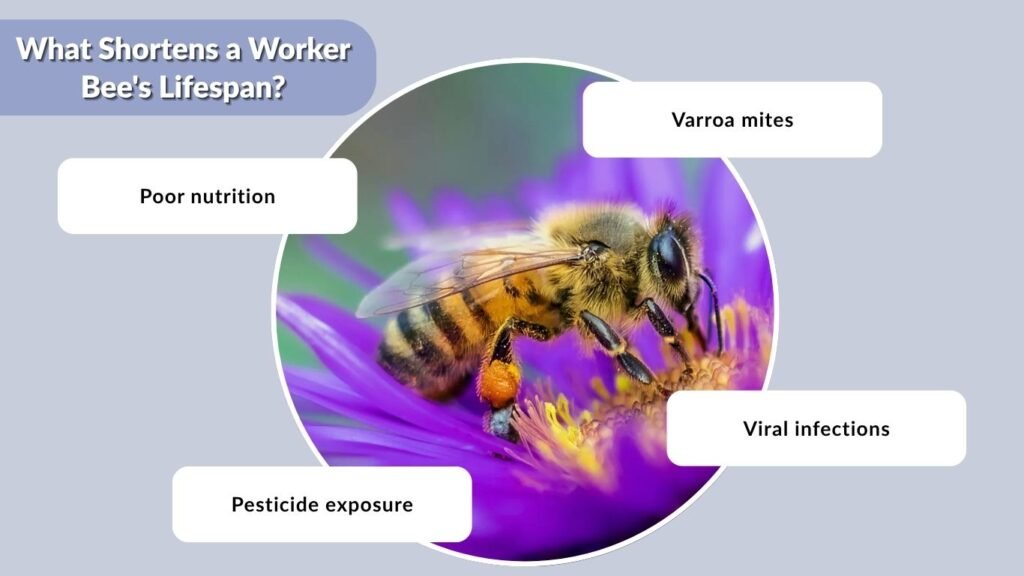 What Shortens a Worker Bee's Lifespan?