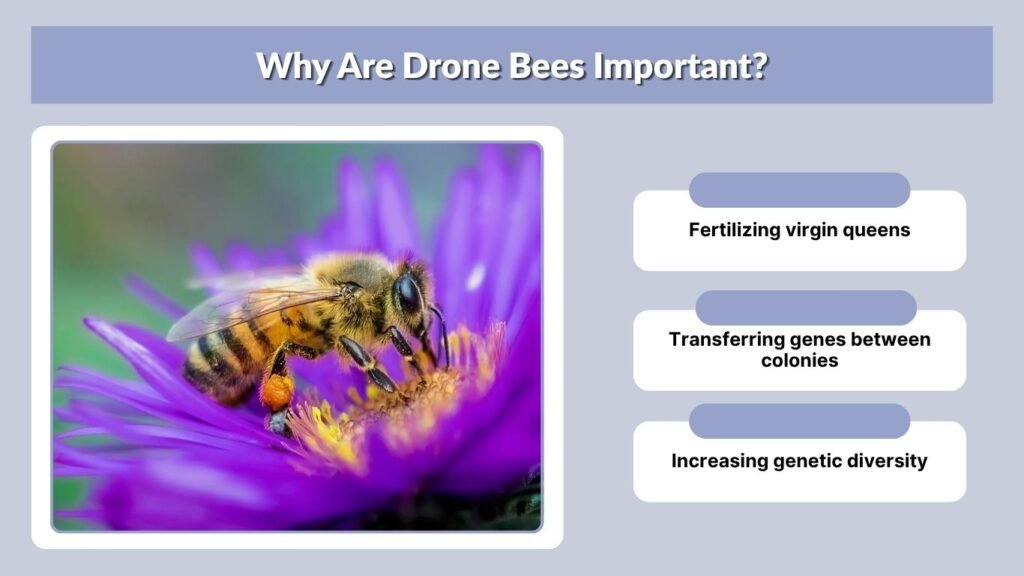 Why Are Drone Bees Important?