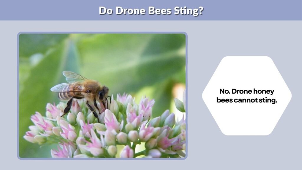 Do Drone Bees Sting?