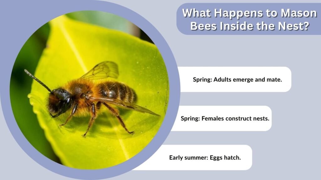 What Happens to Mason Bees Inside the Nest?