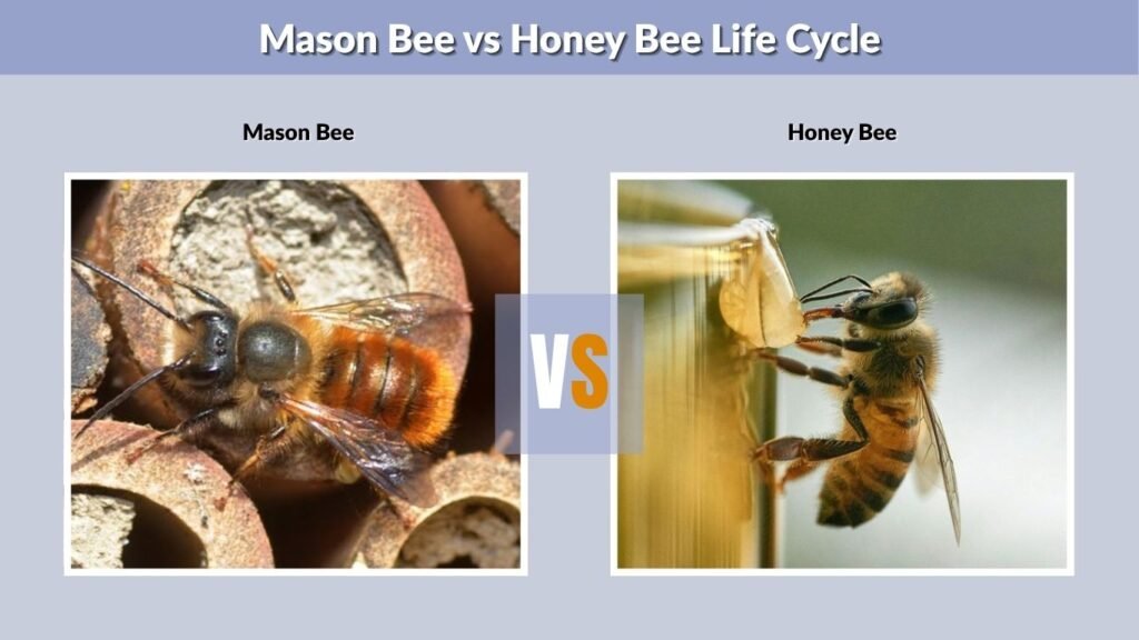 Mason Bee vs Honey Bee Life Cycle