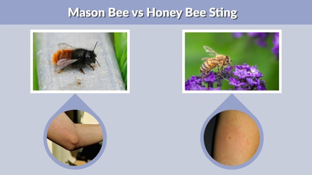 Mason Bee vs Honey Bee Sting