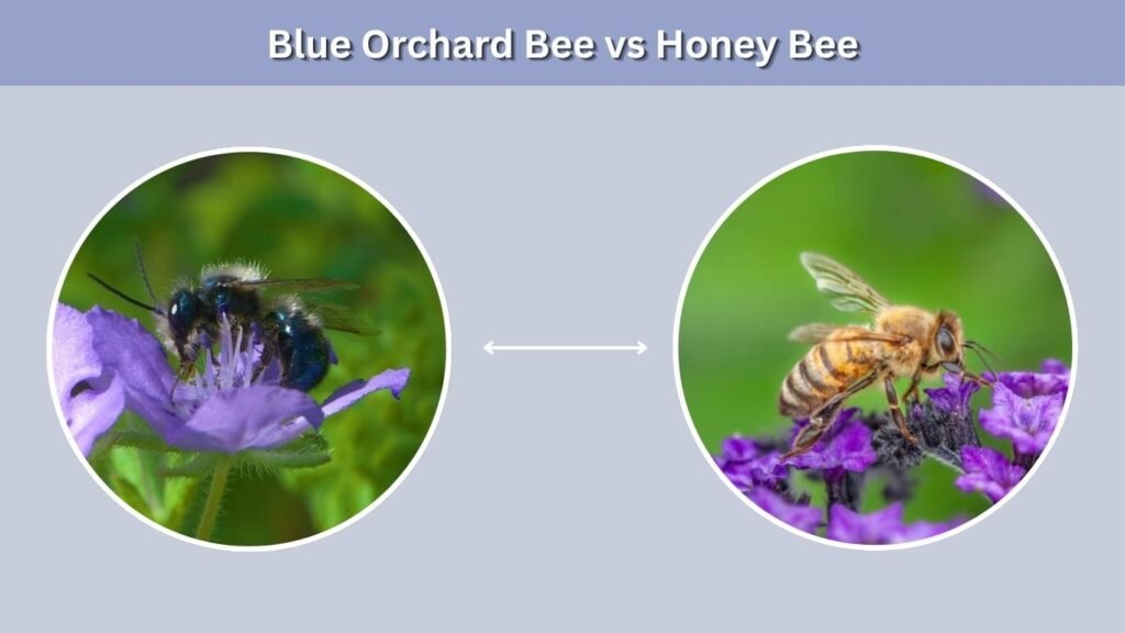 Blue Orchard Bee vs Honey Bee