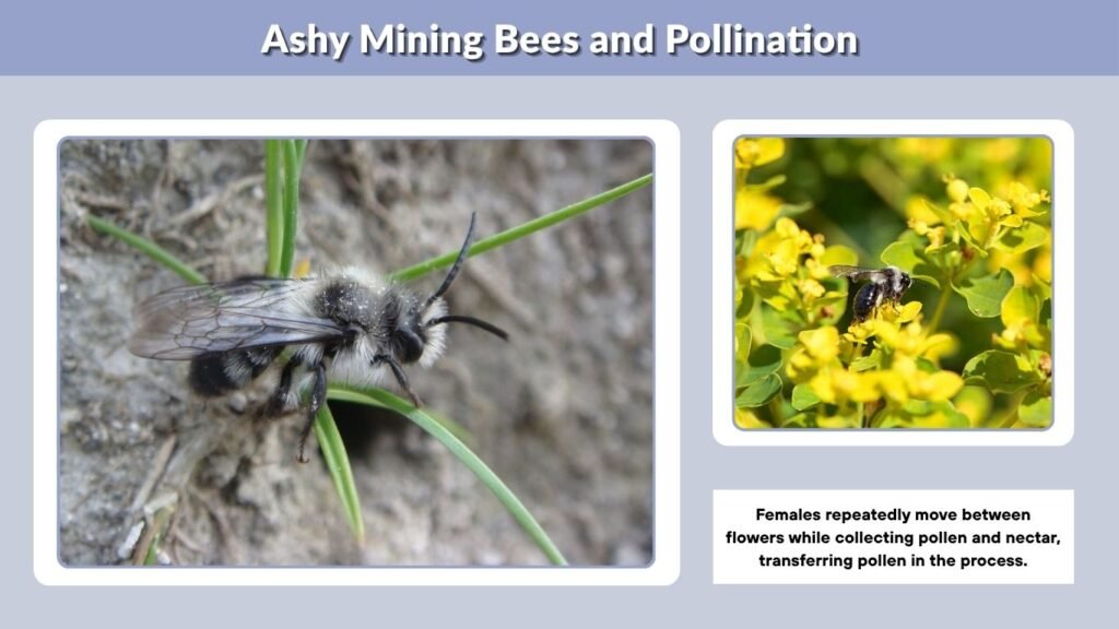 Ashy Mining Bees and Pollination