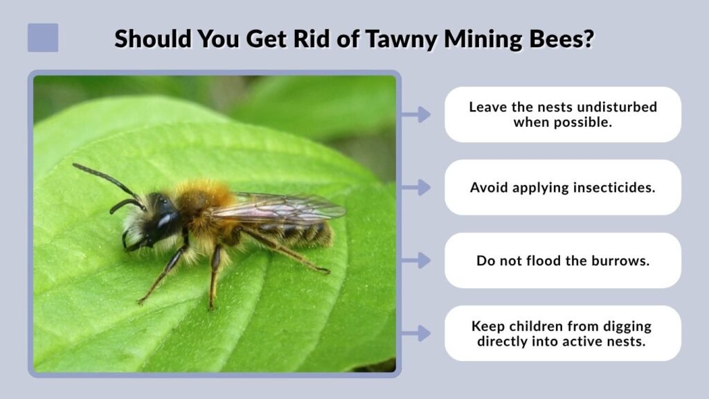 Should You Get Rid of Tawny Mining Bees?