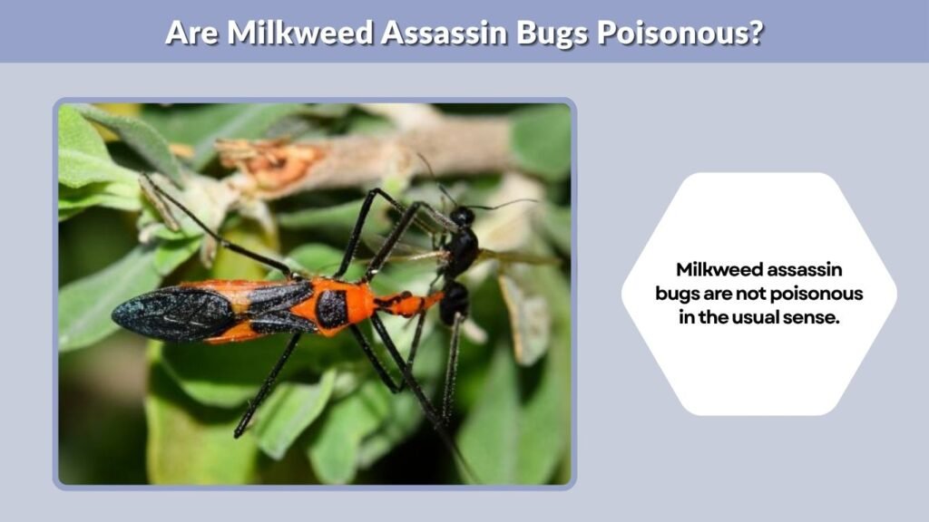 Are Milkweed Assassin Bugs Poisonous?