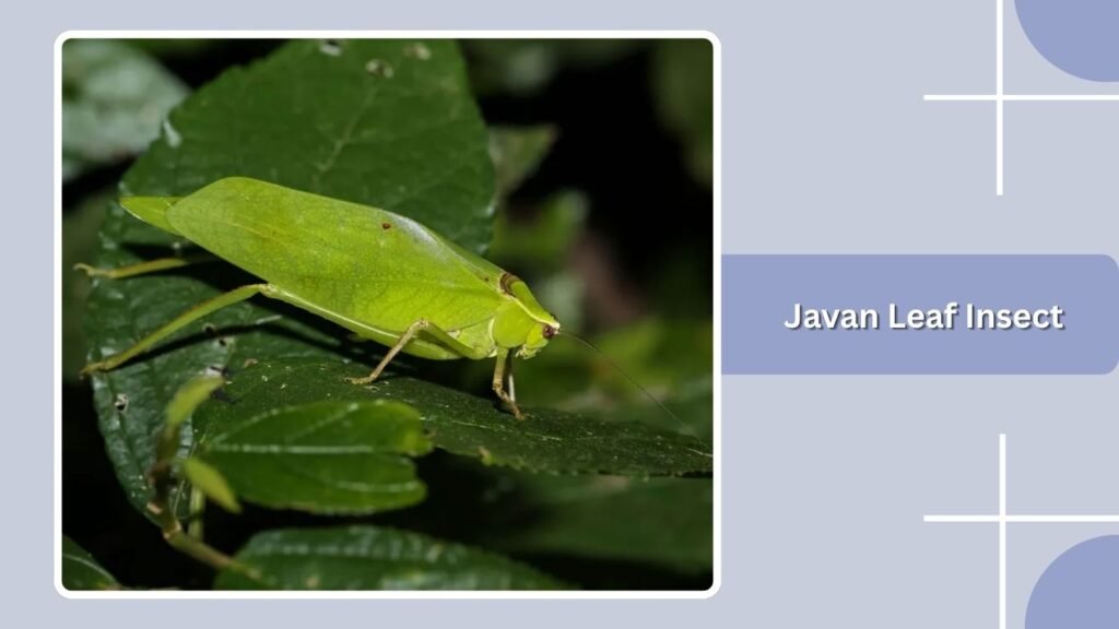 Javan Leaf Insect