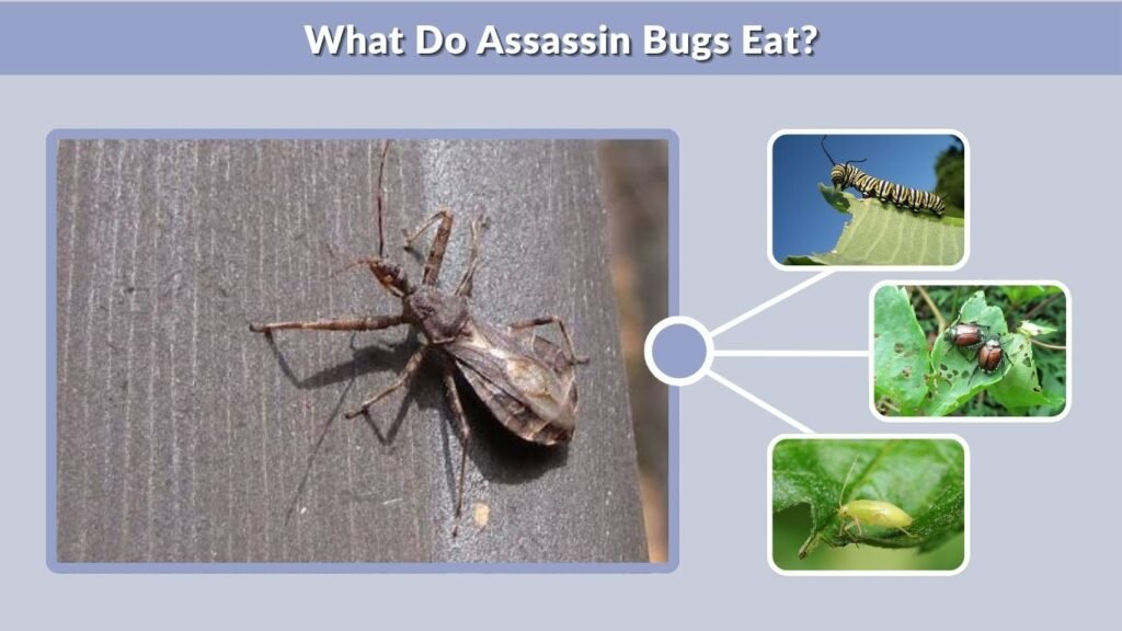 What Do Assassin Bugs Eat?
