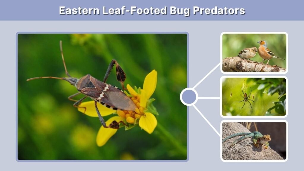 Eastern Leaf-Footed Bug Predators