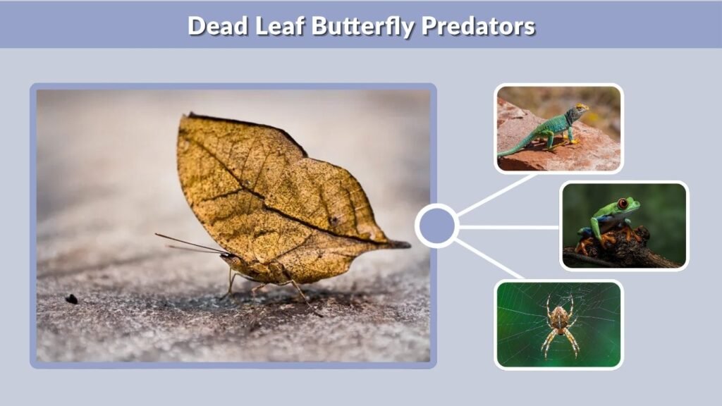Dead Leaf Butterfly Predators