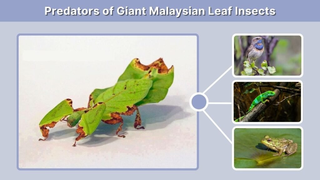 Predators of Giant Malaysian Leaf Insects