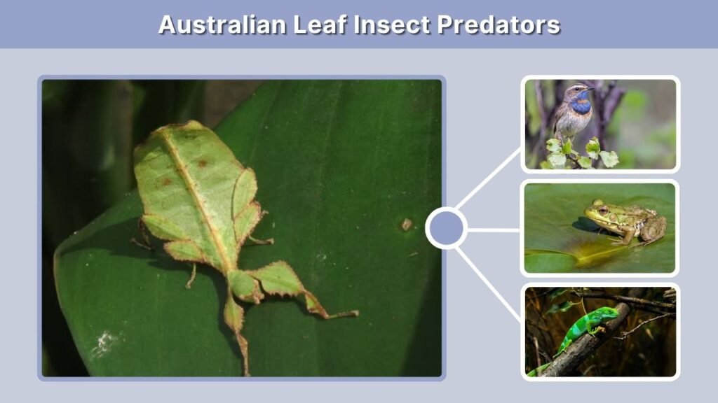 Australian Leaf Insect Predators