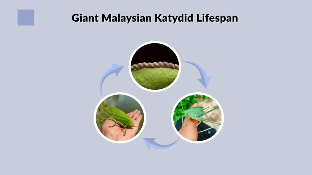 Giant Malaysian Katydid Lifespan