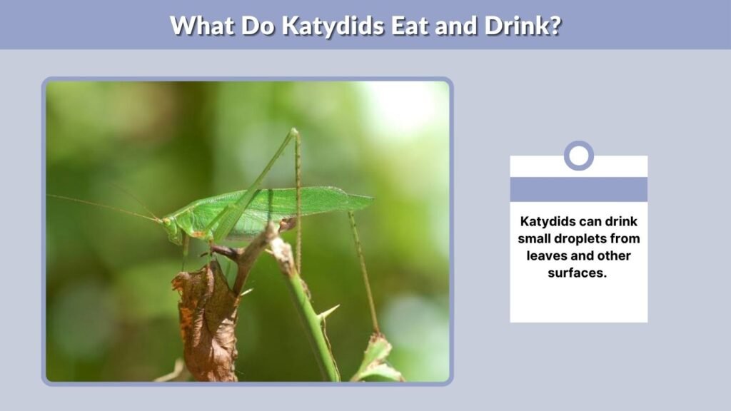 What Do Katydids Eat and Drink?