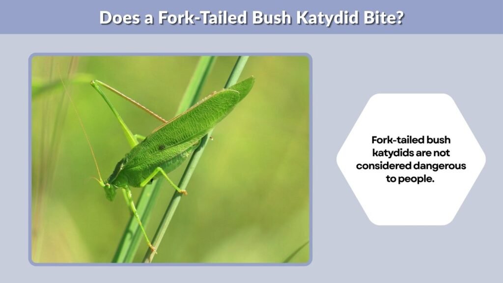 Does a Fork-Tailed Bush Katydid Bite?