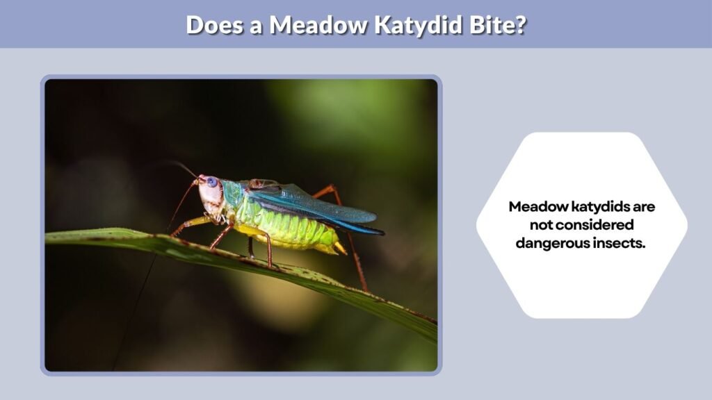 Does a Meadow Katydid Bite?