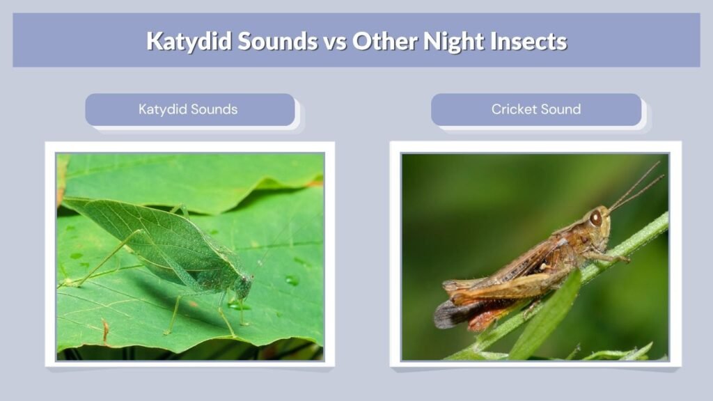 Katydid Sounds vs Other Night Insects