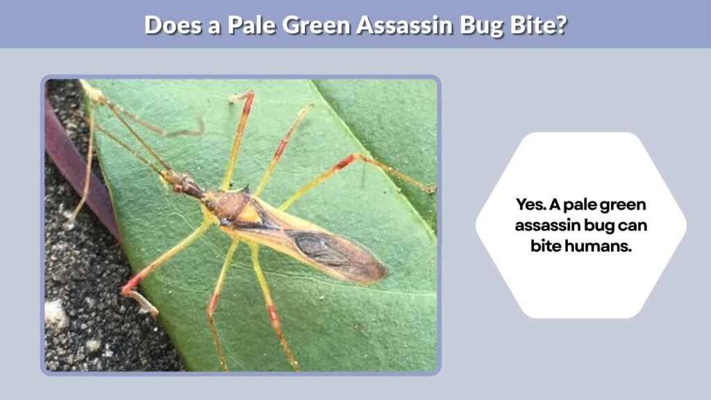 How to Treat a Pale Green Assassin Bug Bite