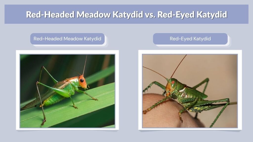 Red-Headed Meadow Katydid vs. Red-Eyed Katydid