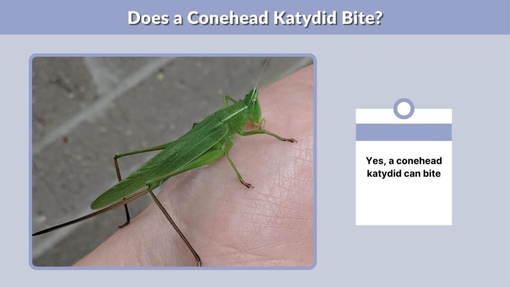 Does a Conehead Katydid Bite?