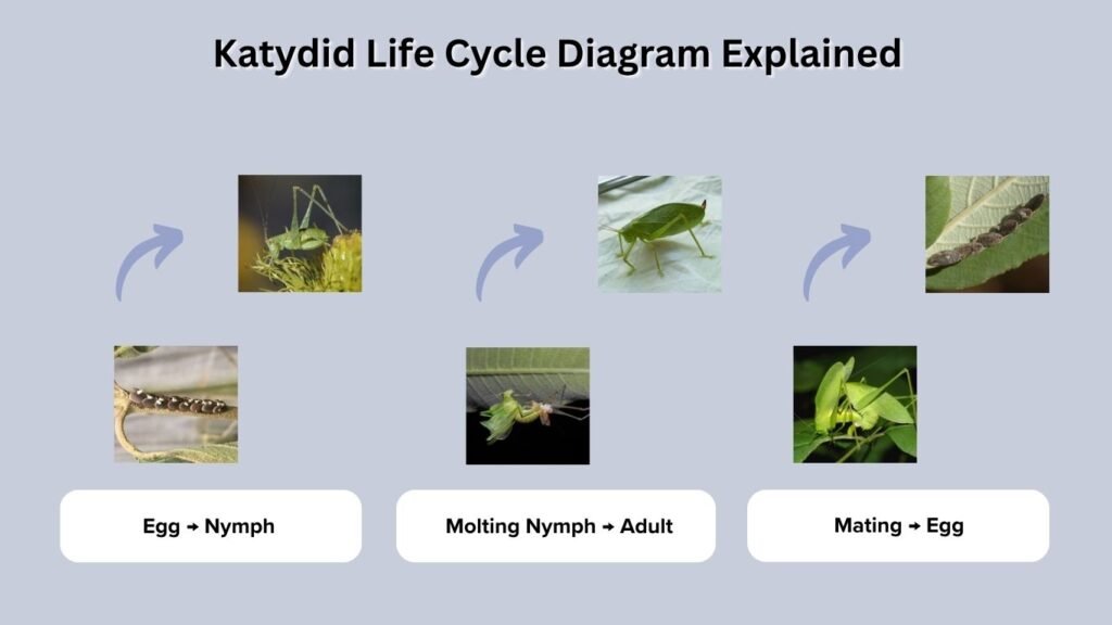 Katydid Life Cycle Diagram Explained