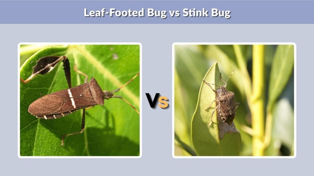 Leaf-Footed Bug vs Stink Bug
