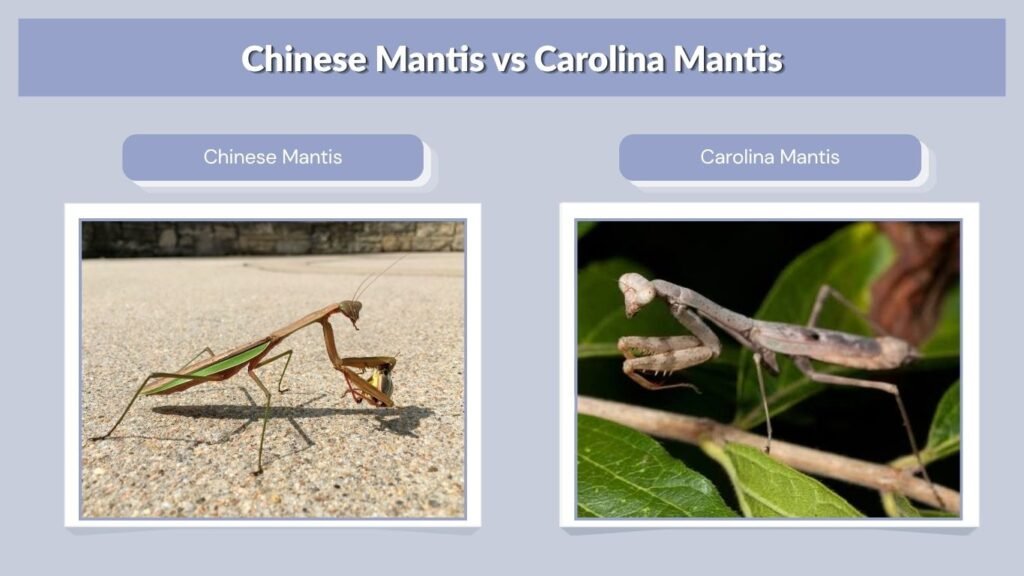 Chinese Mantis vs Carolina Mantis