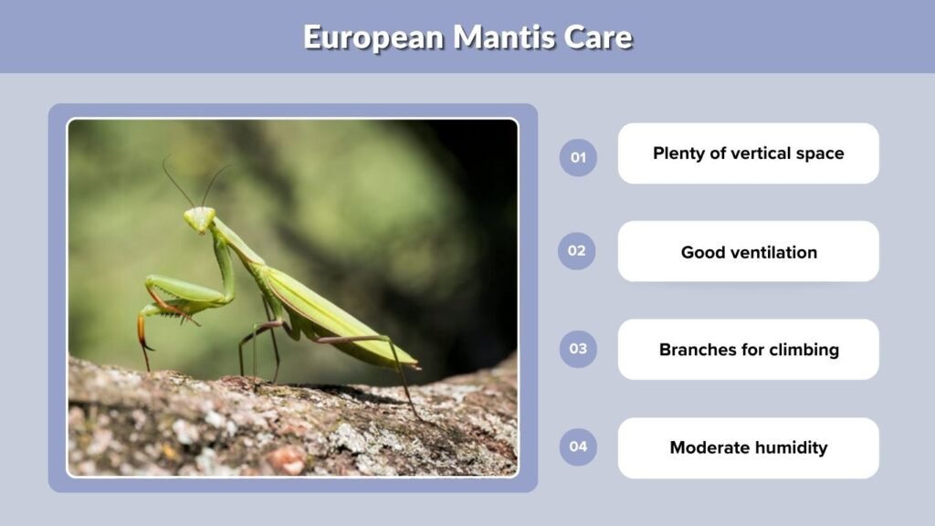 European Mantis Care