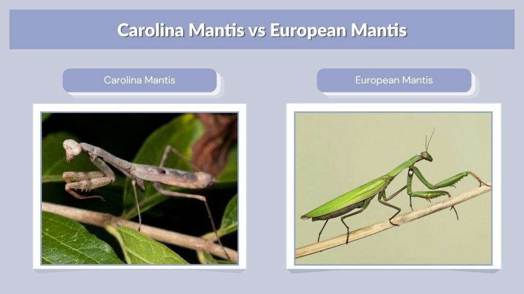 Carolina Mantis vs European Mantis