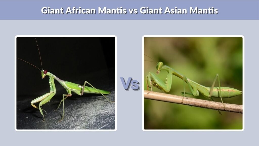 Giant African Mantis vs Giant Asian Mantis