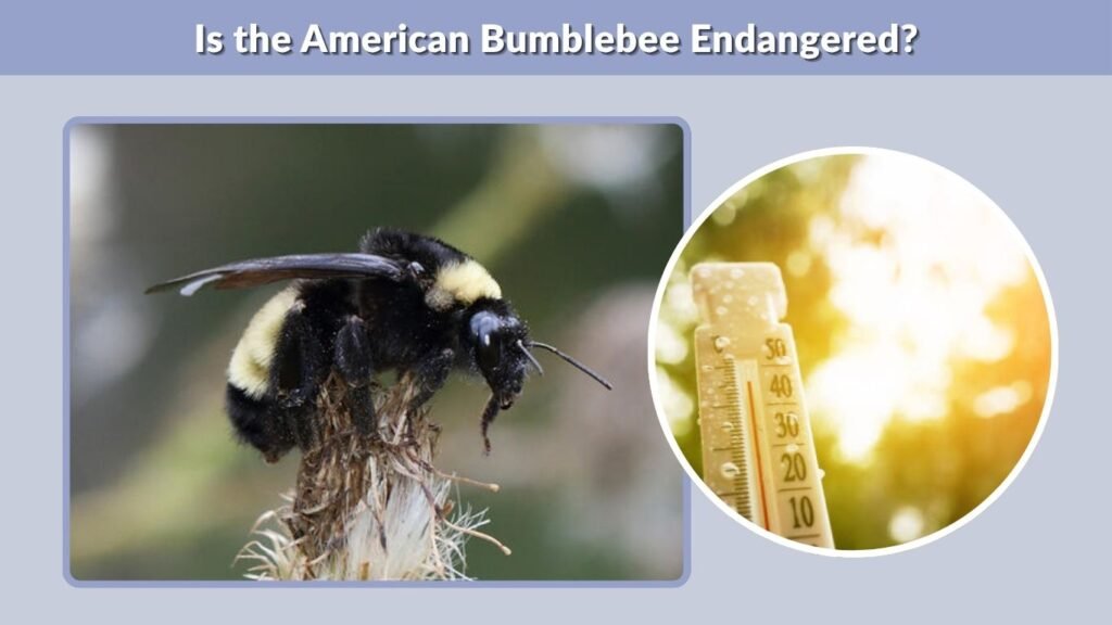 Is the American Bumblebee Endangered?