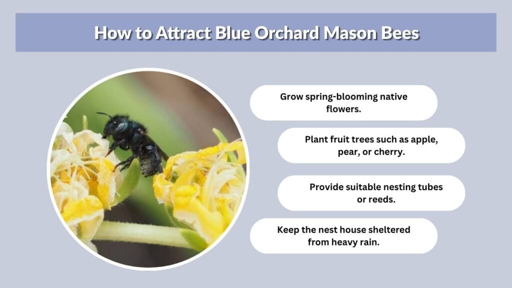 How to Attract Blue Orchard Mason Bees