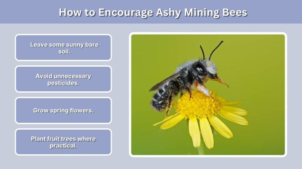How to Encourage Ashy Mining Bees