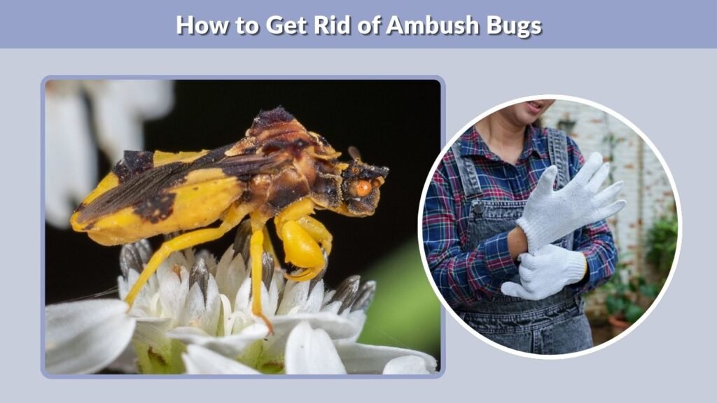 How to Get Rid of Ambush Bugs