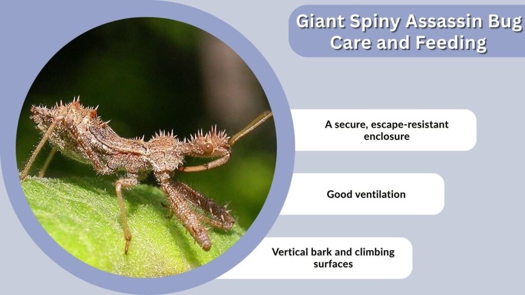 Giant Spiny Assassin Bug Care and Feeding