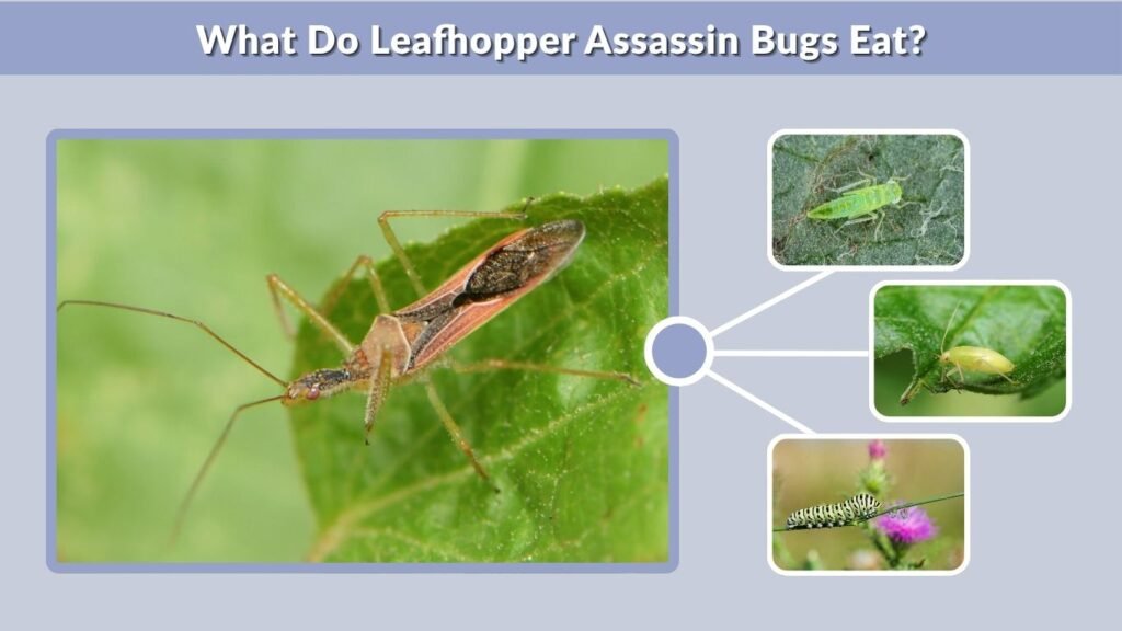 What Do Leafhopper Assassin Bugs Eat?