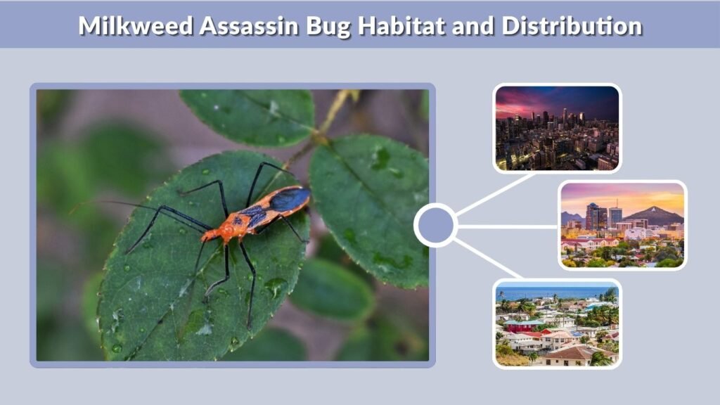 Milkweed Assassin Bug Habitat and Distribution
