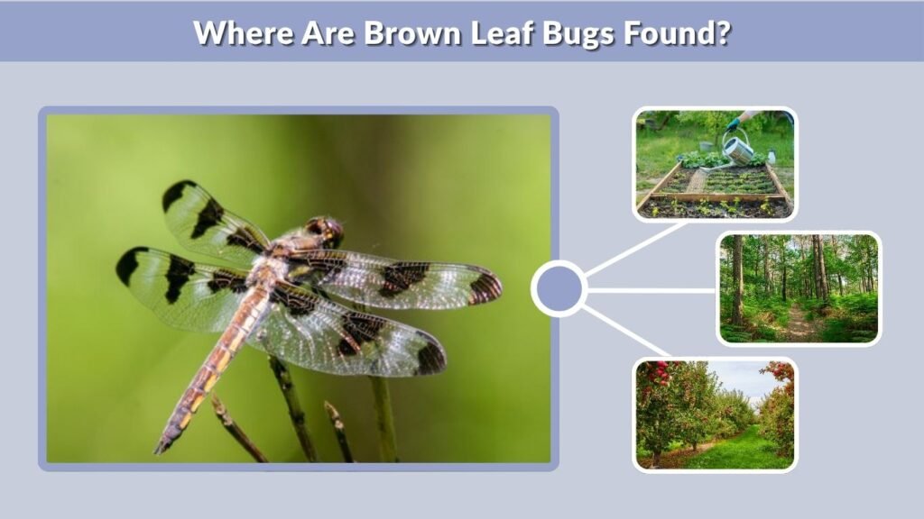 Where Are Brown Leaf Bugs Found?
