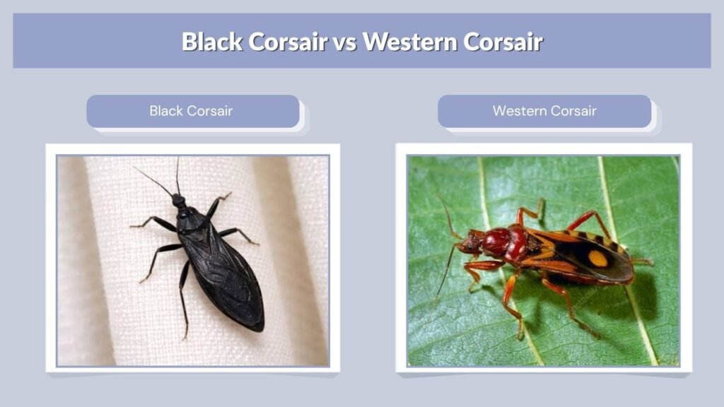 Black Corsair vs Western Corsair