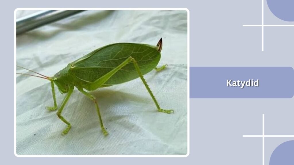 Katydid