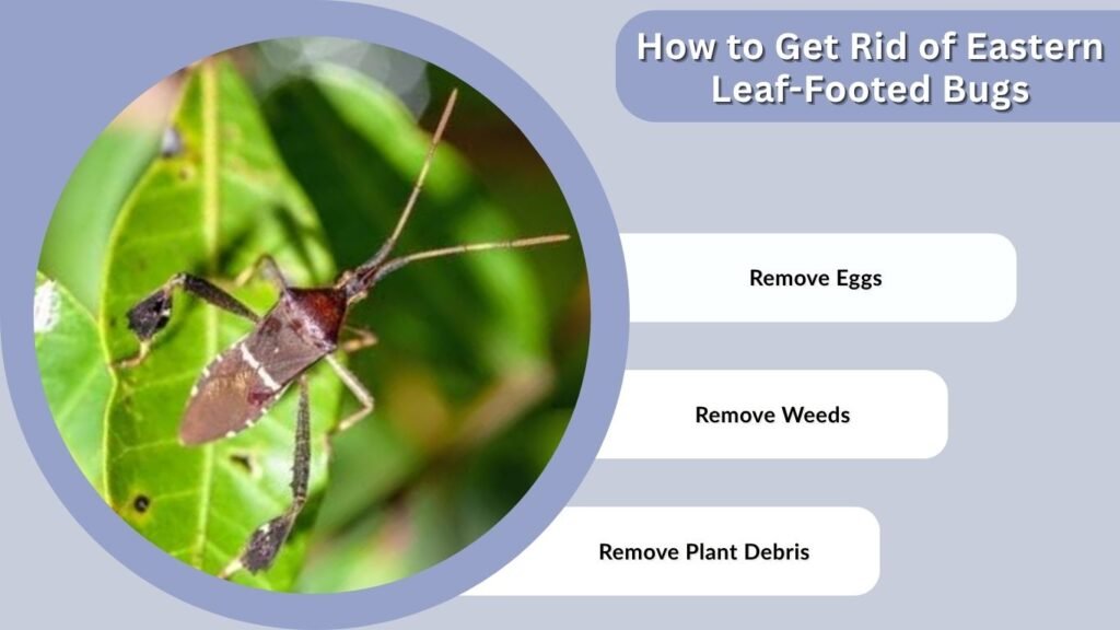 How to Get Rid of Eastern Leaf-Footed Bugs