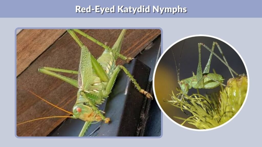 Red-Eyed Katydid Nymphs