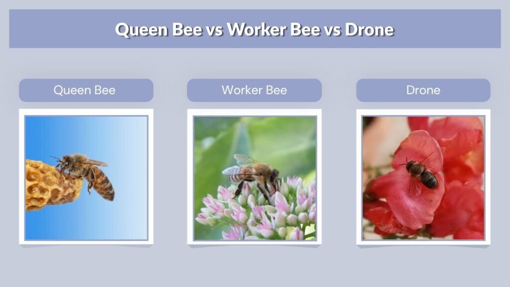 Queen Bee vs Worker Bee vs Drone