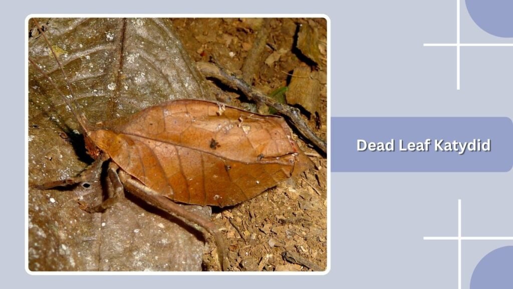 Dead Leaf Katydid