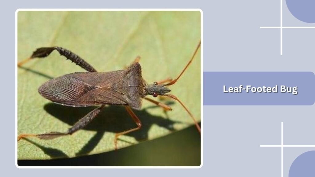 Leaf-Footed Bug