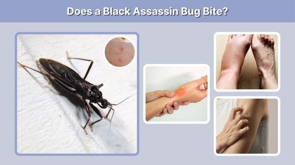 Does a Black Assassin Bug Bite?