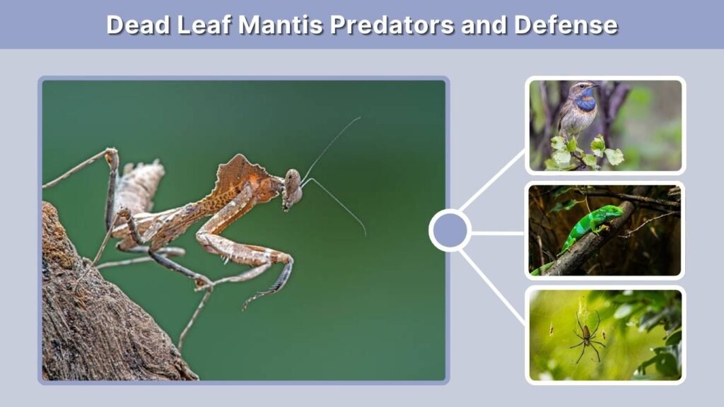 Dead Leaf Mantis Predators and Defense
