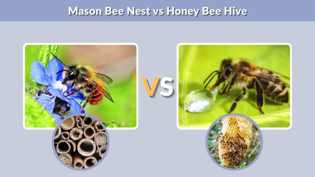 Mason Bee Nest vs Honey Bee Hive